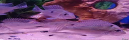 Other/Mixed Breed fish for sale: Full Aquatic Stocklist Manchester Pet's & Aquatics - Advert 25