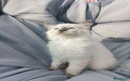 Ragdoll cats for sale: 2 left Pure Health tested huge ragdoll kittens  - Image 22