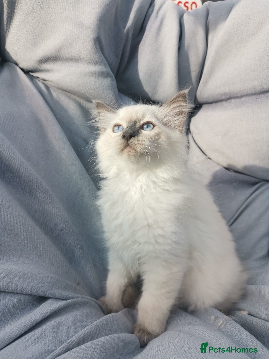 Ragdoll cats for sale: 2 left Pure Health tested huge ragdoll kittens  - Image 22