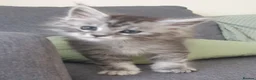 Maine Coon cats for sale: Tica registered Maine Coons  - Advert 20