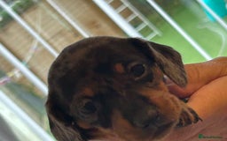 Miniature Dachshund dogs for sale: Six beautiful miniature Dachshunds - Image 23