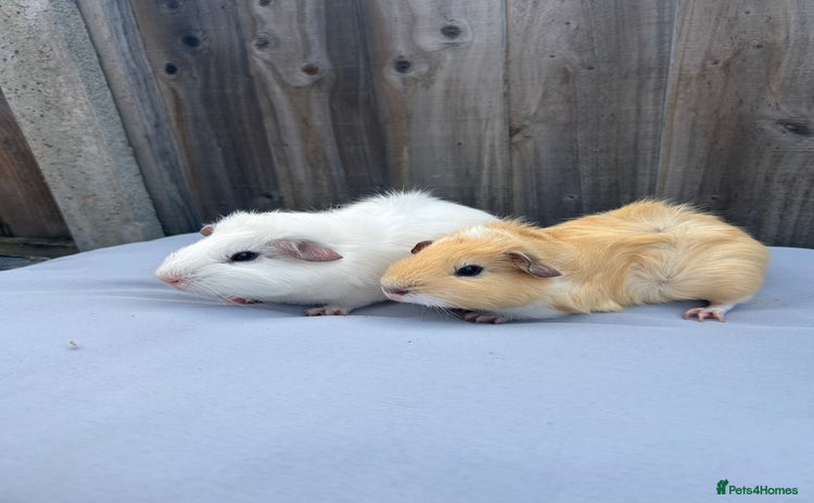 Guinea Pig rodents - Advert 3