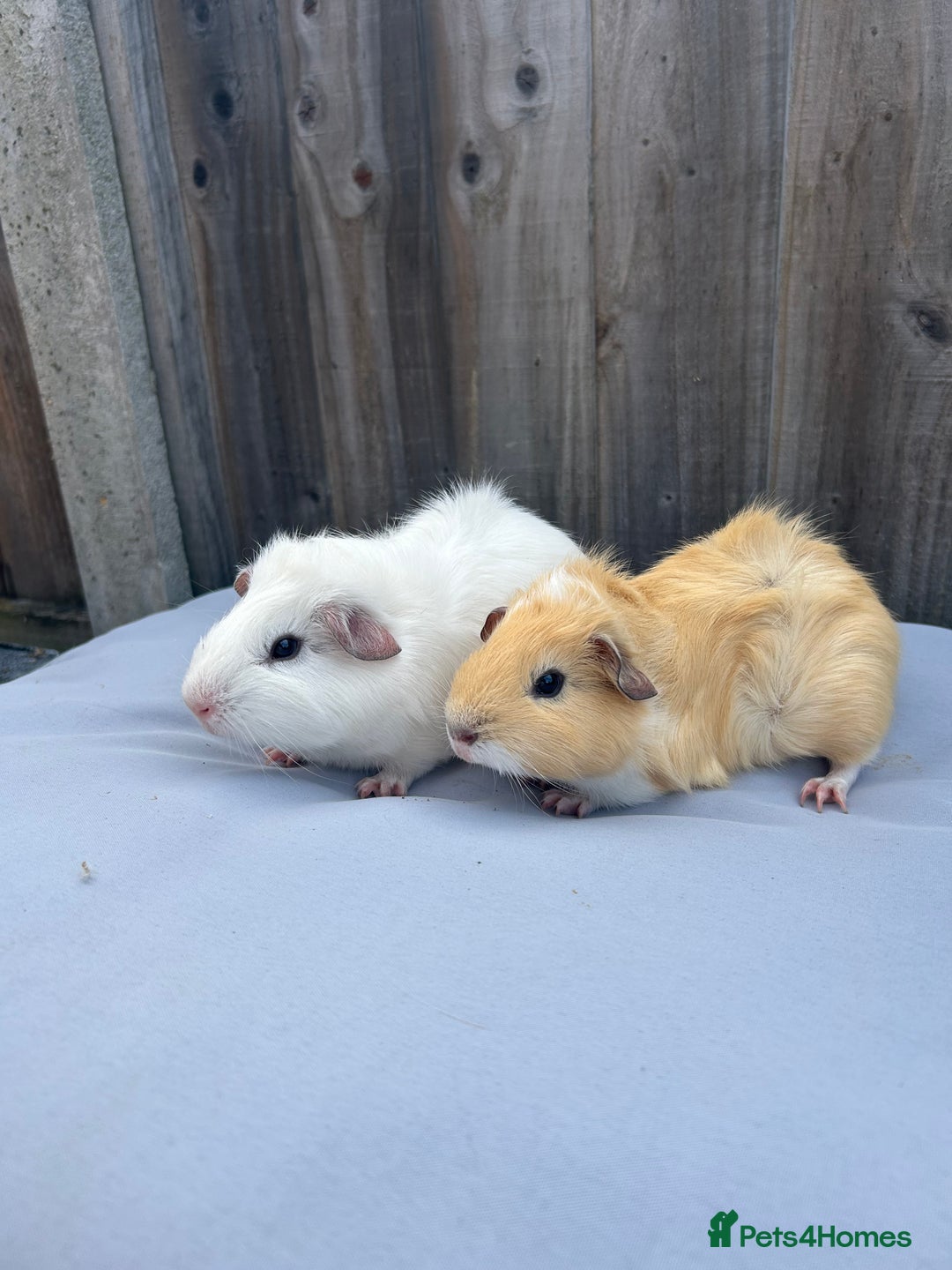 Guinea Pig rodents for sale: Two gorgeous brother baby guinea pigs  - Image 1