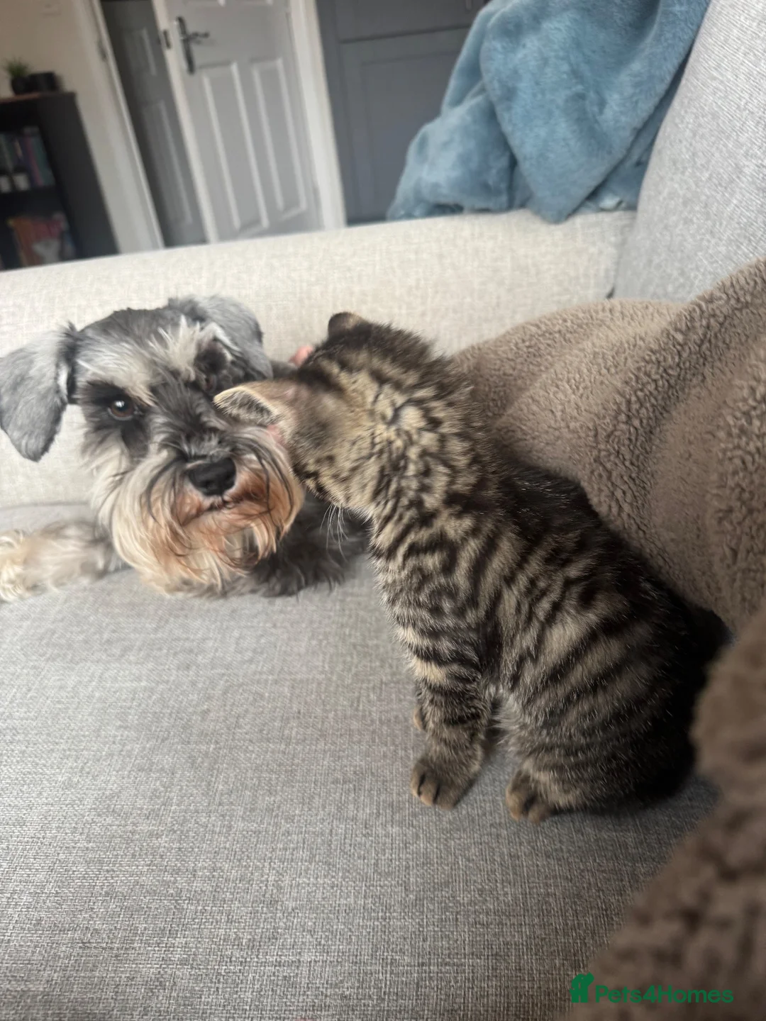 Miniature Schnauzer dogs for sale: 2 Beautiful KC Reg miniature schnauzer litters.  - Advert 10