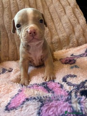American Bully Puppy 7