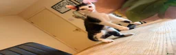 Domestic Shorthair cats for sale: STILL AVAILABLE- 2 black and white kittens  - Advert 9