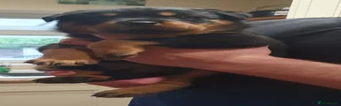 Rottweiler Puppy 1