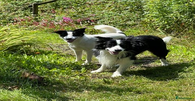 Mixed Breed dogs - Advert 13