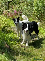 Mixed Breed dogs - Advert 13