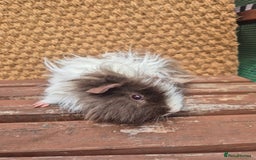 Guinea Pig rodents for sale: Lunkarya boar - Image 5