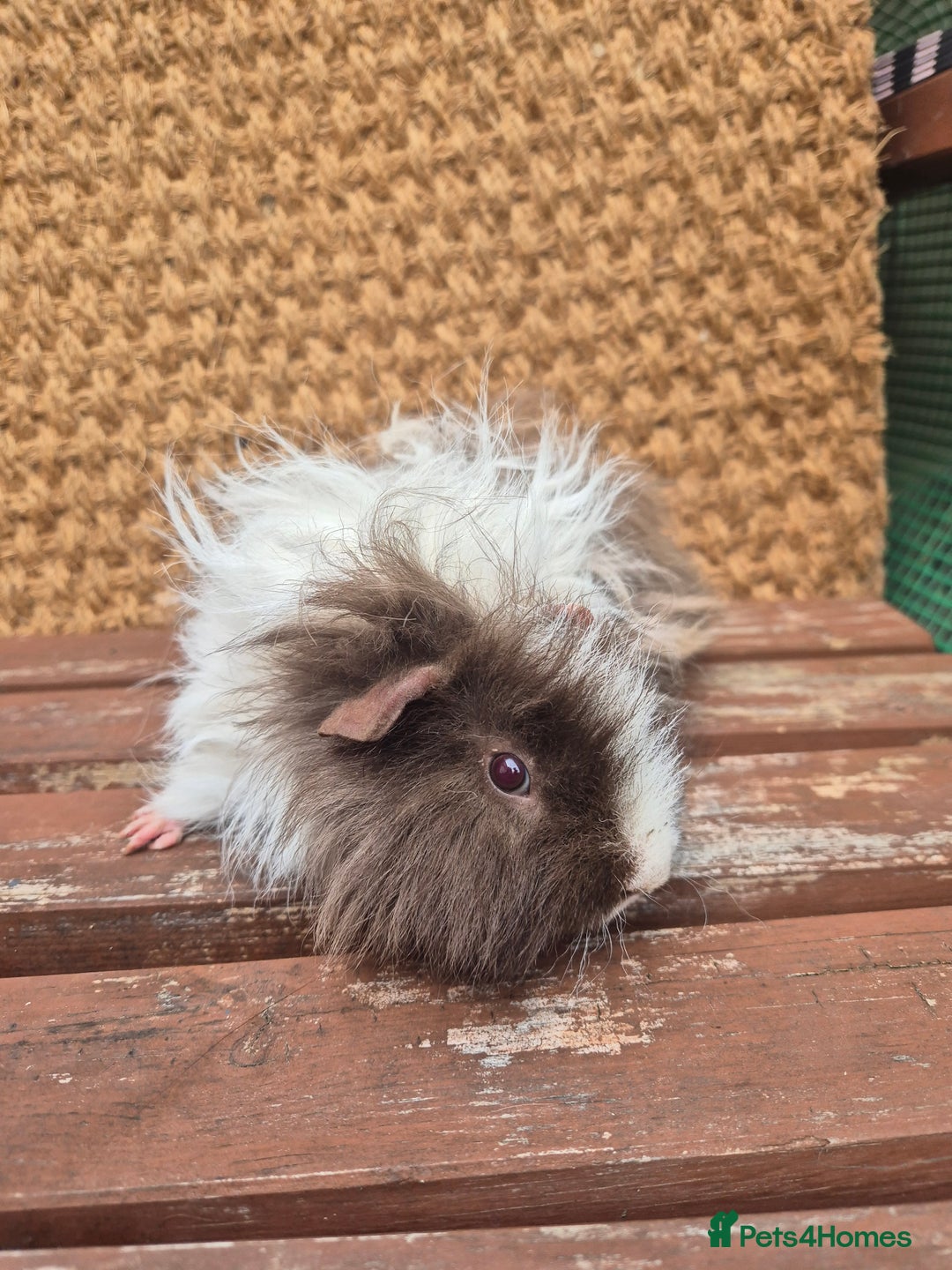 Guinea Pig rodents for sale: Lunkarya boar - Image 5