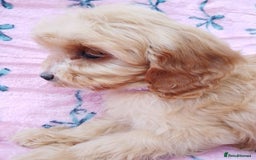 Cavapoo dogs for sale: Exceptional cavapoo puppies  - Image 9