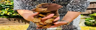 Miniature Dachshund Girl 3
