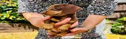 Miniature Dachshund dogs for sale: 8BEAUTIFUL RKC Registered Pups Miniature Dachshund - Advert 3