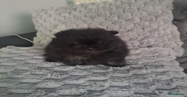 Pomeranian dogs - Advert 1