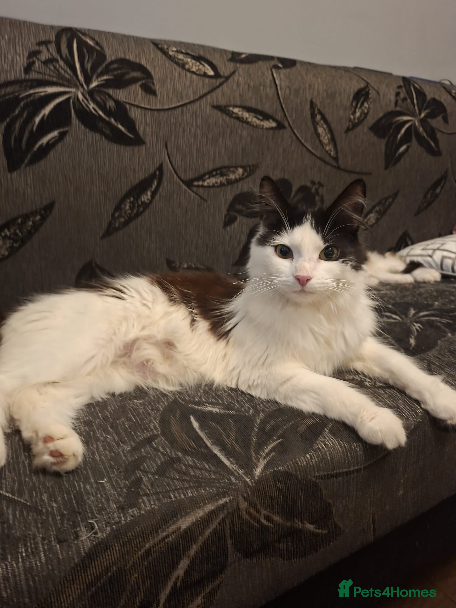 Mixed Breed cats for sale: Norweign mix beautiful cat - Advert 3