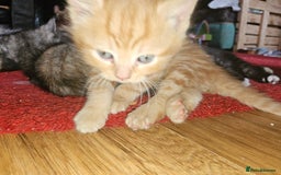 Mixed Breed cats for sale: Quarter persian fluffy kittens for sale - Image 11