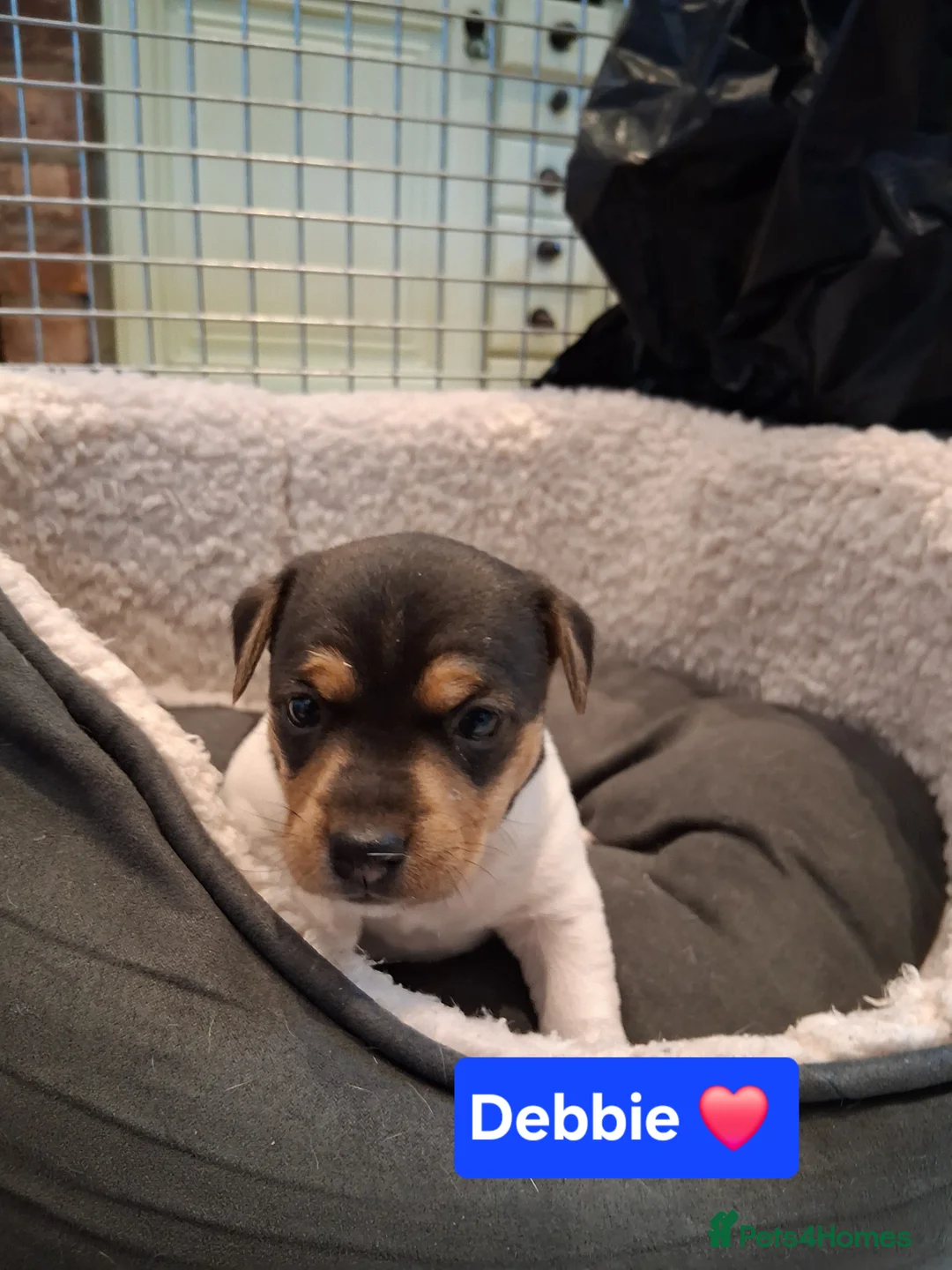 Jack Russell dogs for sale: Jack Russell Puppies - Ready June 3rd - Advert 7