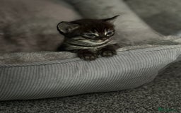 Bengal cats for sale: Russian Blue Bengal Kittens - Image 22