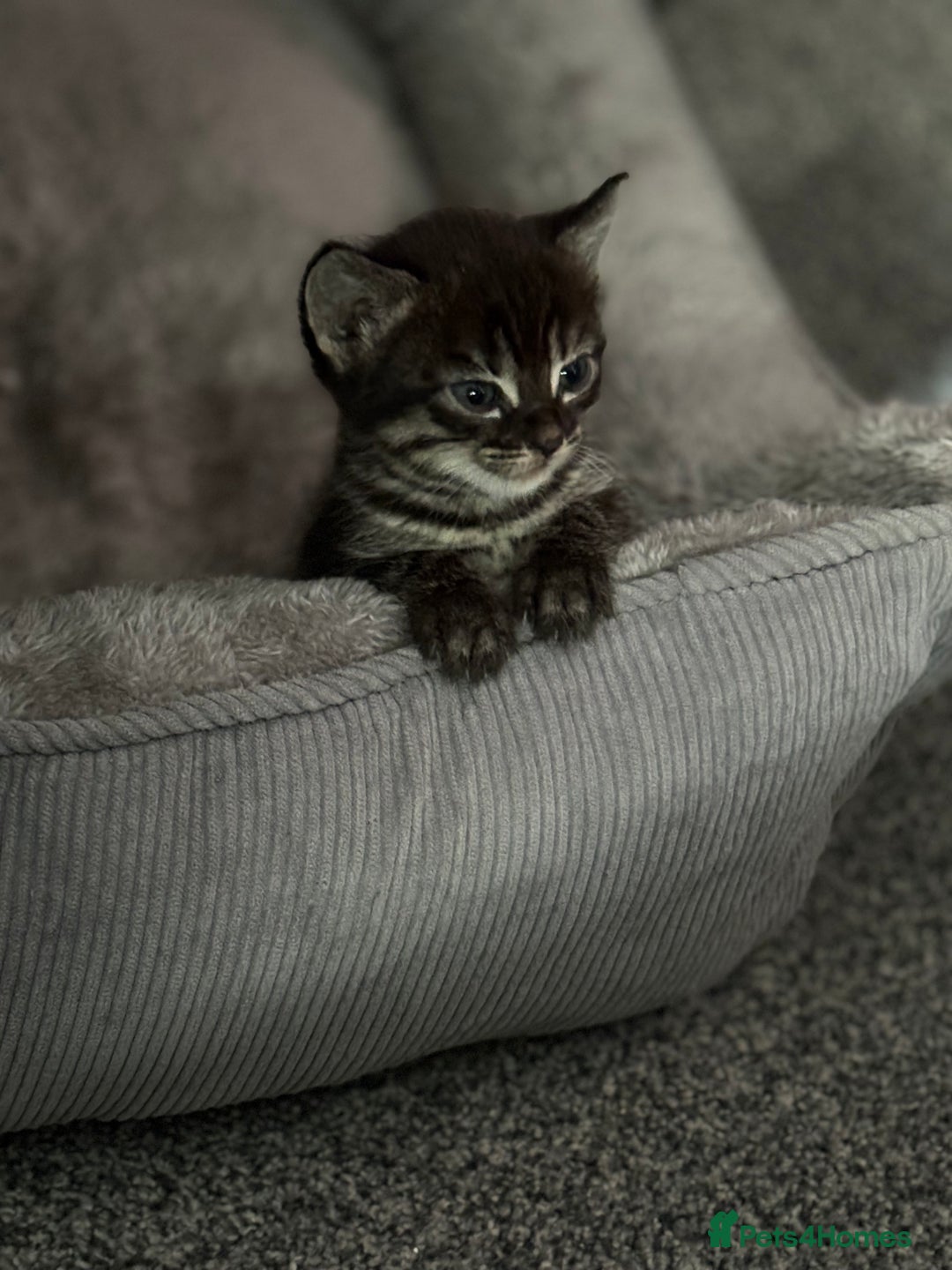 Bengal cats for sale: Russian Blue Bengal Kittens - Image 22