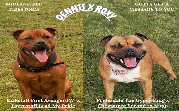 Staffordshire Bull Terrier dogs - Advert 3