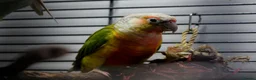 Conures birds for sale: Pineapple Conure - Advert 2