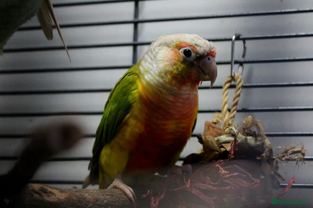 Conures birds for sale: Pineapple Conure - Advert 2