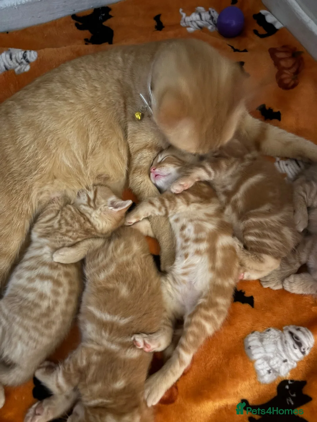Mixed Breed cats for sale: Three ginger kittens🧡 - Advert 1