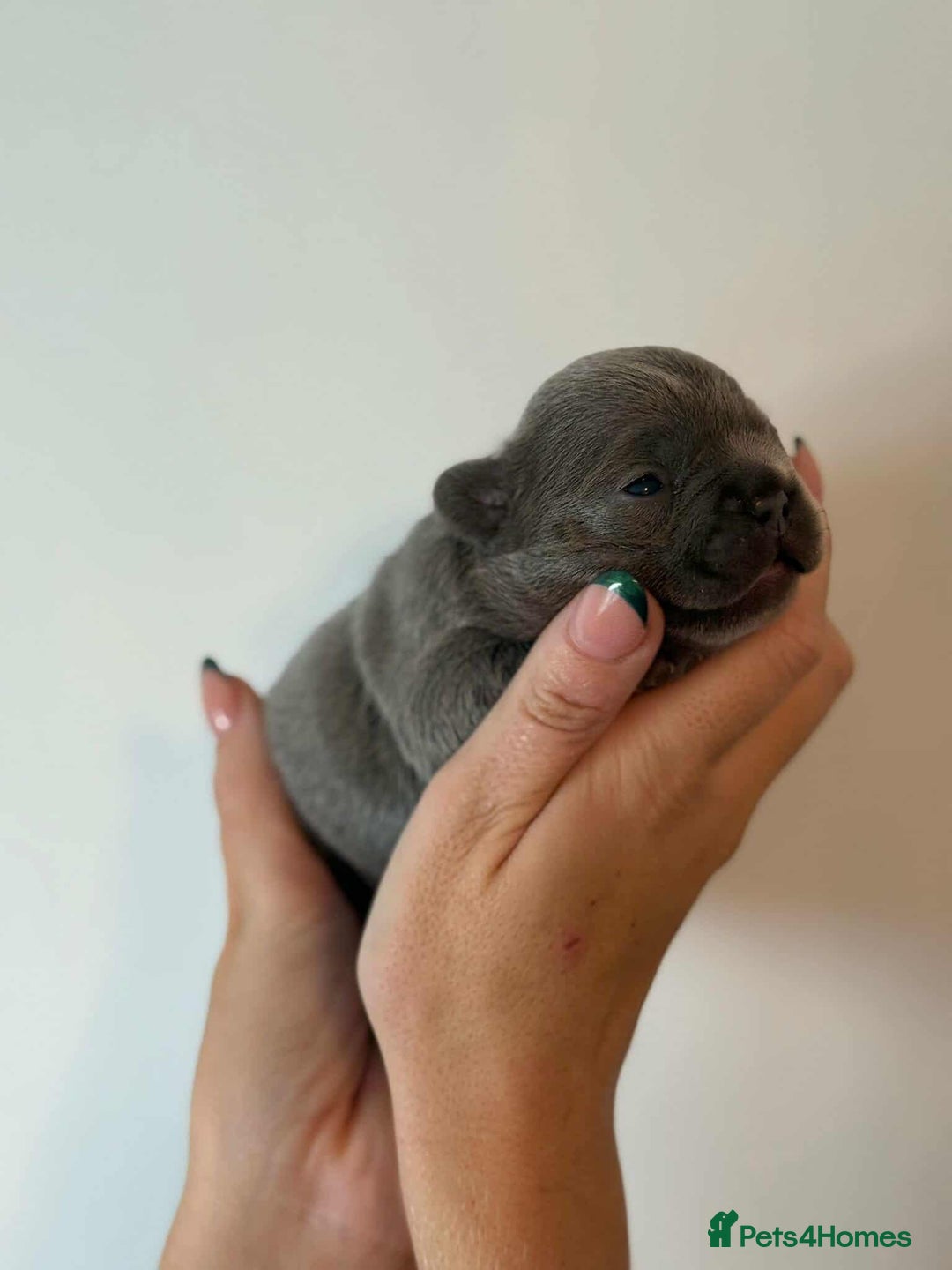 French Bulldog dogs for sale: French Bulldog Puppies - Image 10