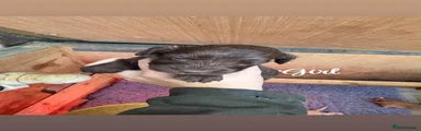 Cockapoo 6