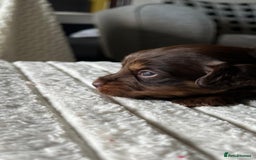 Jackapoo dogs for sale: 🐶🐾 F1 Minature Jackapoos 🐶🐾 - Image 22