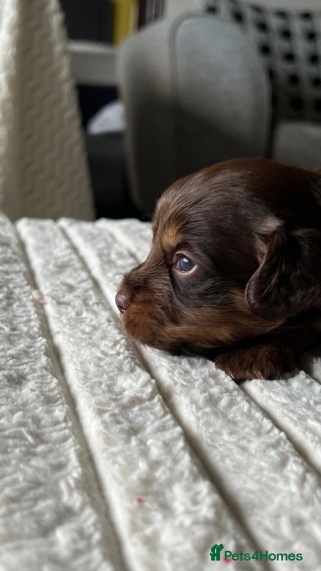 Jackapoo dogs for sale: 🐶🐾 F1 Minature Jackapoos 🐶🐾 - Image 22