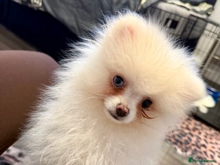 Pomeranian dogs pomerian puppy boy - Advert 1