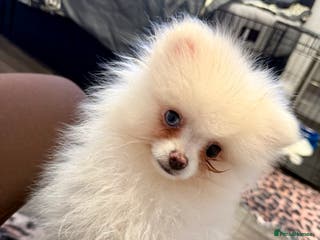 Pomeranian dogs pomerian puppy boy - Advert 2