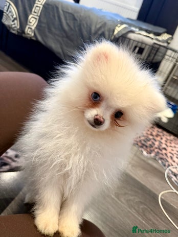 Pomeranian dogs pomerian puppy boy - Advert 1