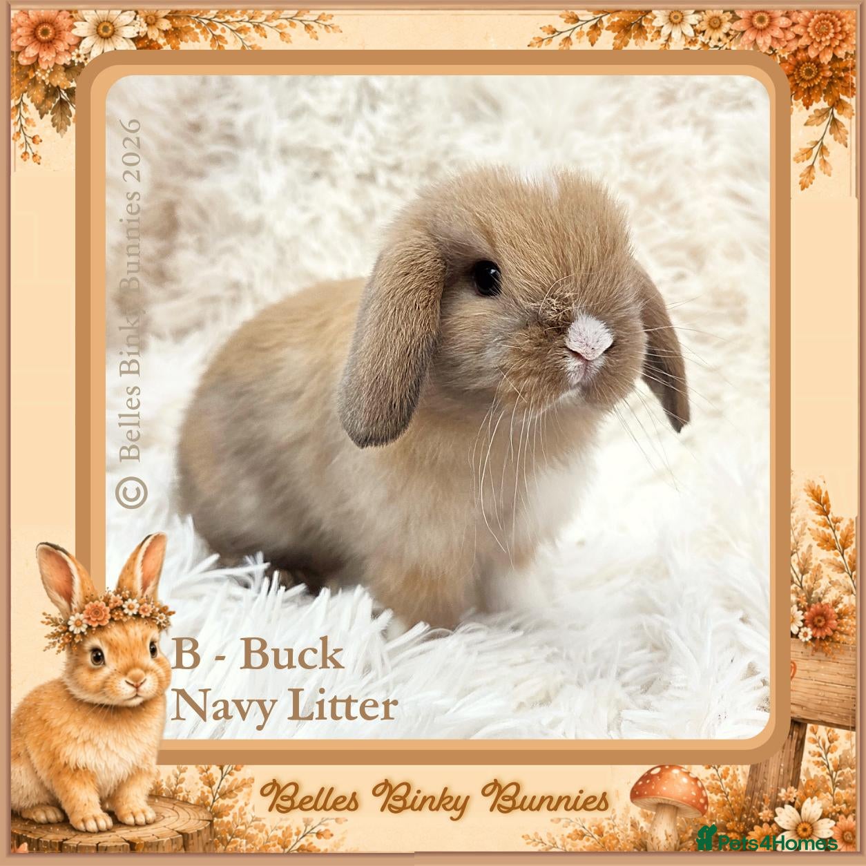 Mini Lop rabbits 🌻 Baby Mini Lops 🌻 Reserve Now 🌻 Ready 4th Oct - Advert 2