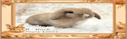Mini Lop rabbits for sale: 🌻 Baby Mini Lops 🌻 Reserve Now 🌻 Ready 4th Oct - Advert 2