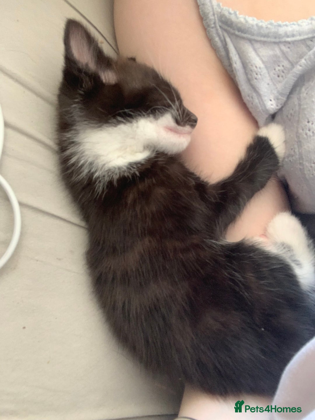 Domestic Shorthair cats for sale: 2 girls one boy!  - Image 10
