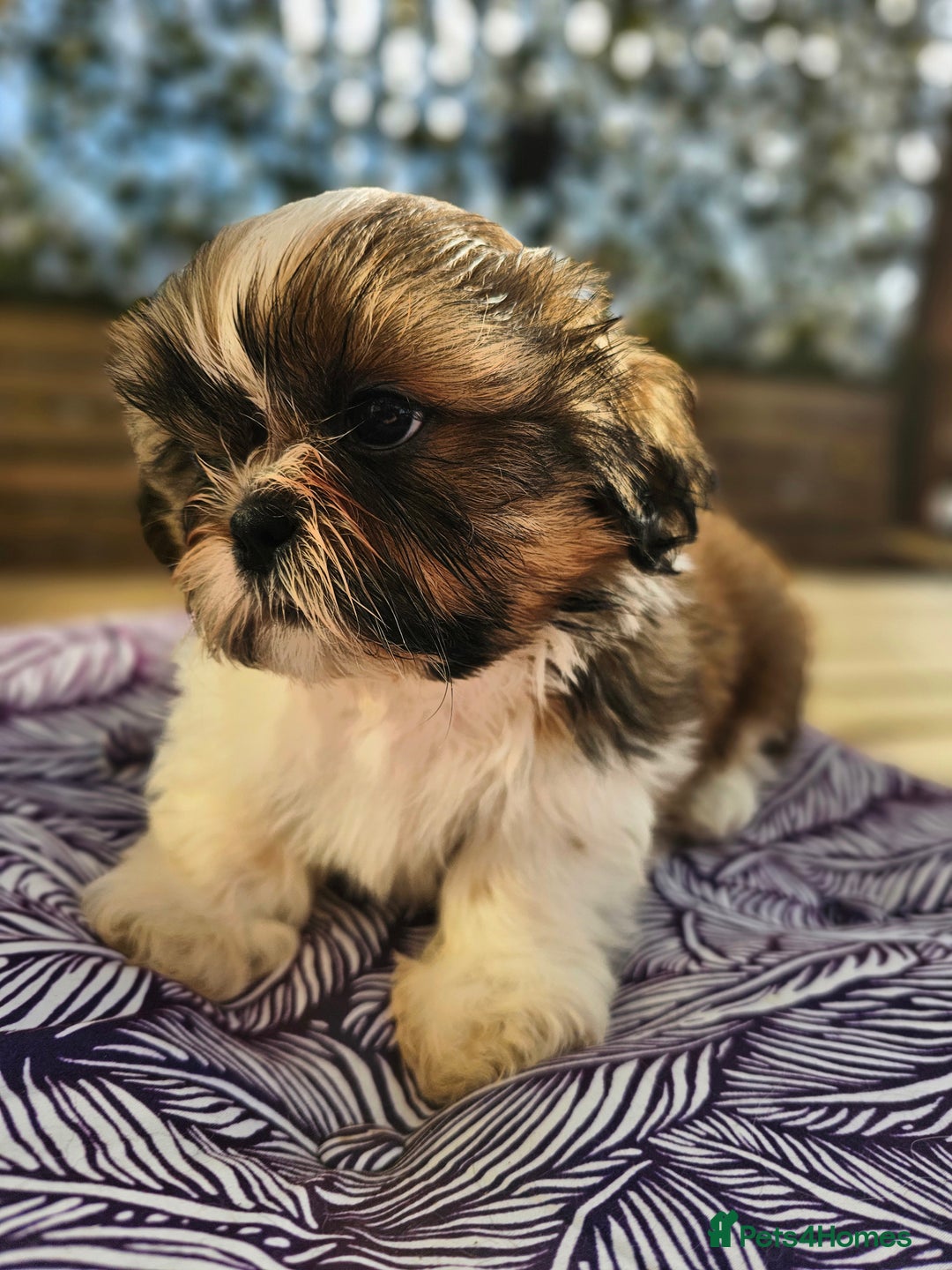 Shih Tzu dogs for sale: 🐶 Shih Tzu Puppies READY NOW– Licensed Breeder  - Image 7