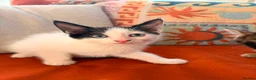 Russian Blue cats for sale: I have 5 beautiful kittens available  - Advert 19