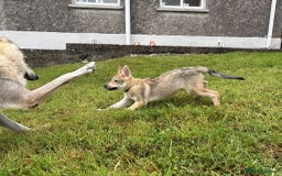 Saarloos Wolfdog dogs for sale: Rare Wolfdog Pups - Socialised & Highly Trainable - Image 25