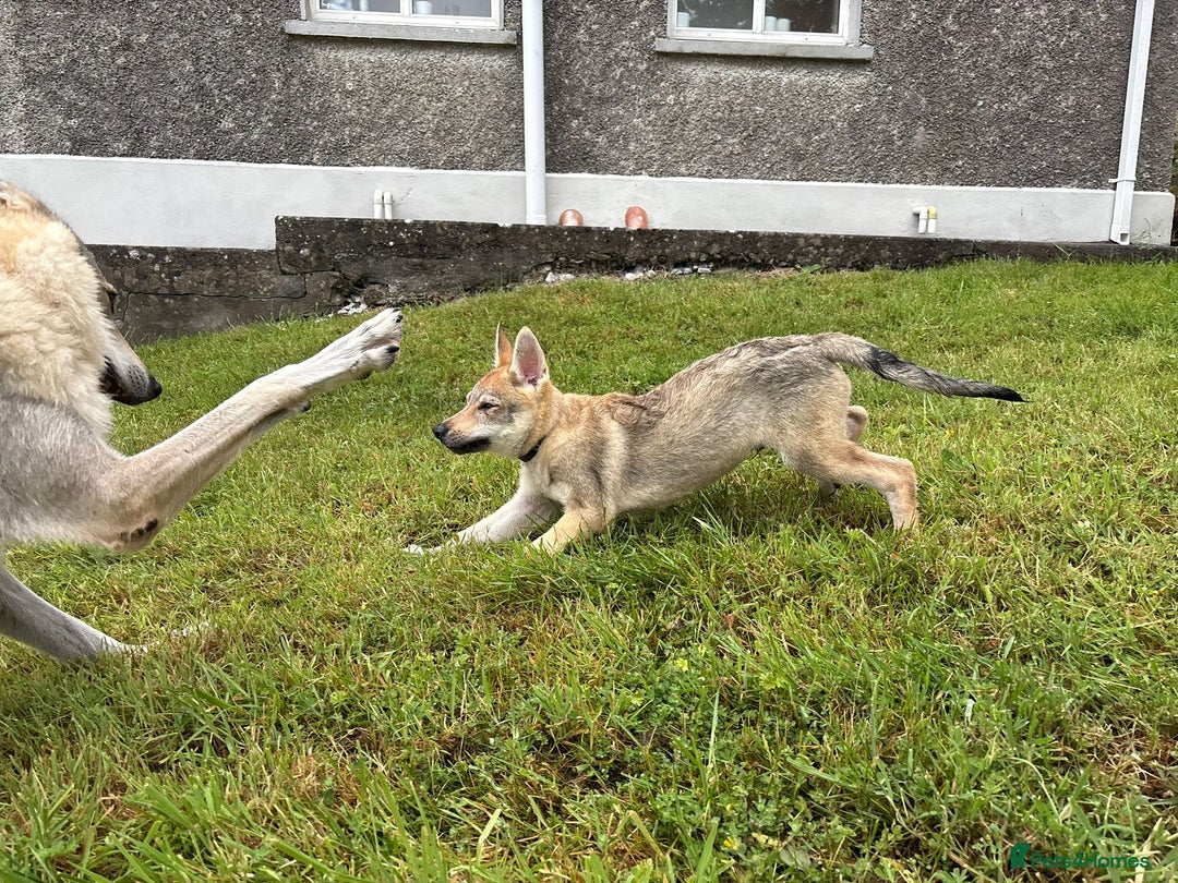 Saarloos Wolfdog dogs for sale: Rare Wolfdog Pups - Socialised & Highly Trainable - Image 25