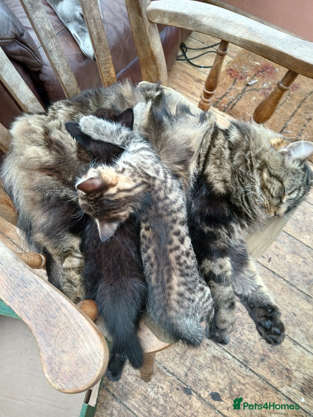 Domestic Shorthair cats for sale: 4 beautiful kittens ready now - Image 6