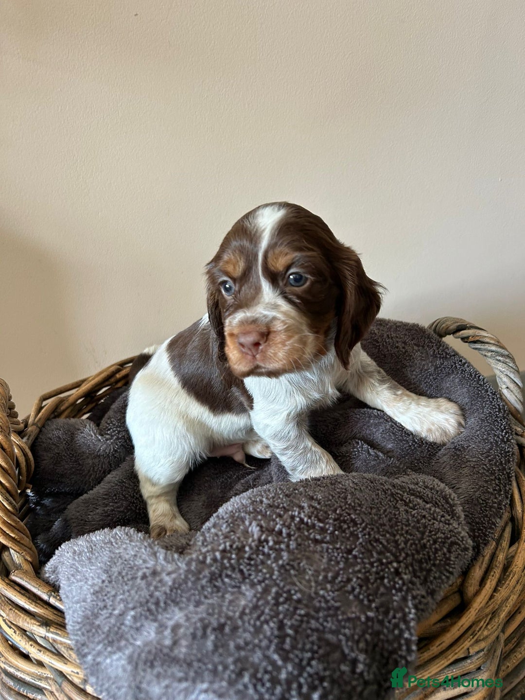 Cocker Spaniel dogs for sale: Three stunning Cocker pups  - Image 1