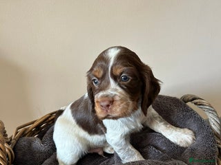 Cocker Spaniel dogs - Advert 1