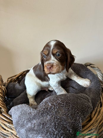 Cocker Spaniel dogs - Advert 2