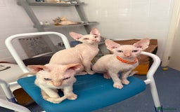 Sphynx cats for sale: Sphynx girls beautiful loving babies - Image 3