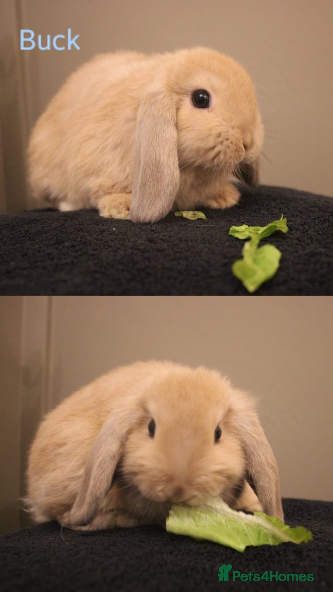 Mini Lop rabbits for sale: Stunning mini lop bunnies, 8wks, ready to collect - Advert 6