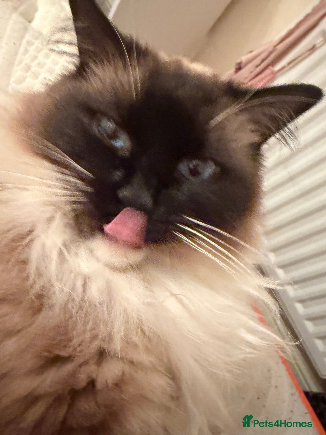 Ragdoll cats for sale: Stunning Male Ragdoll House Cat  - Advert 3