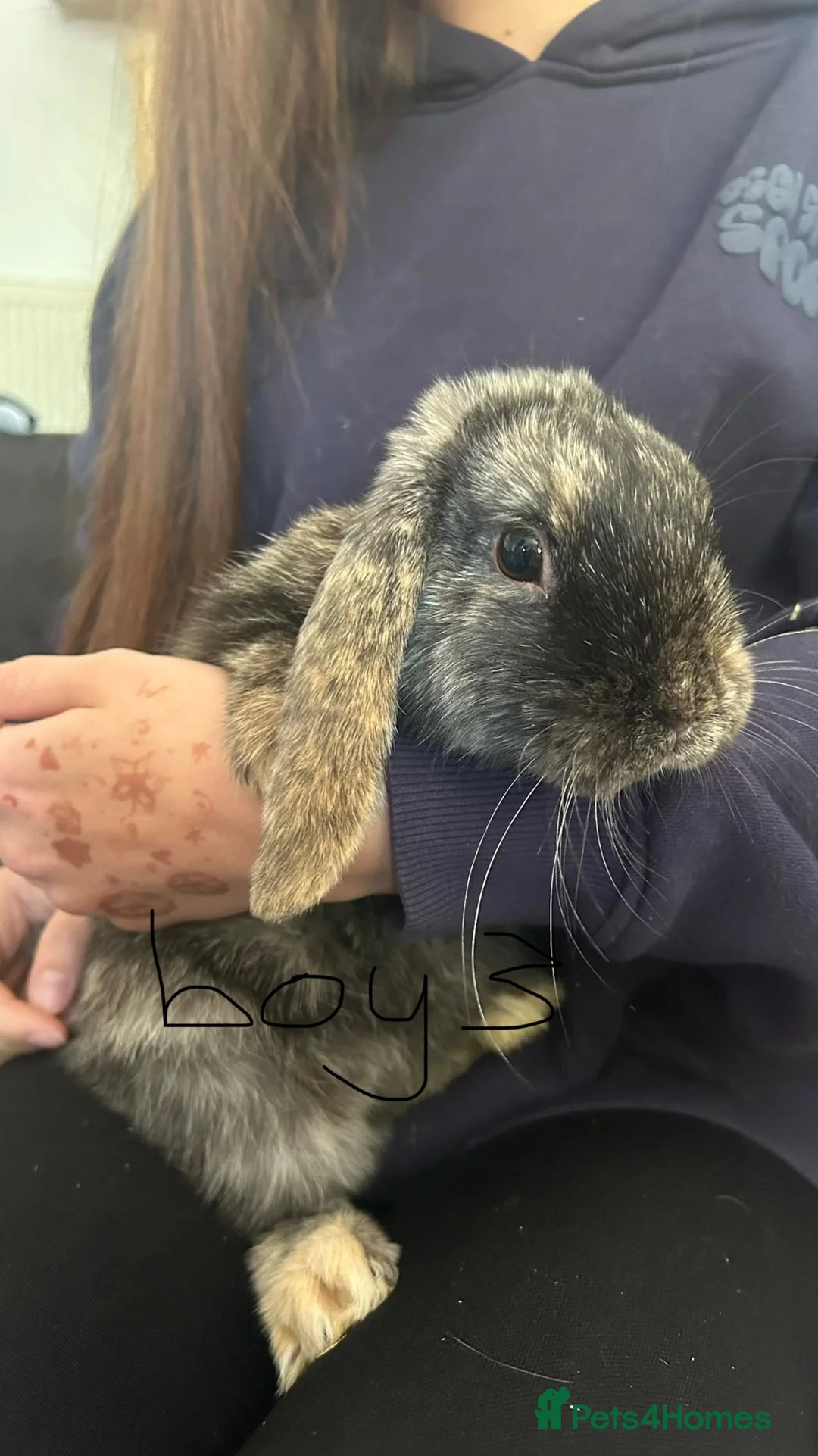 Mini Lop rabbits for sale: Mini lops  - Advert 4